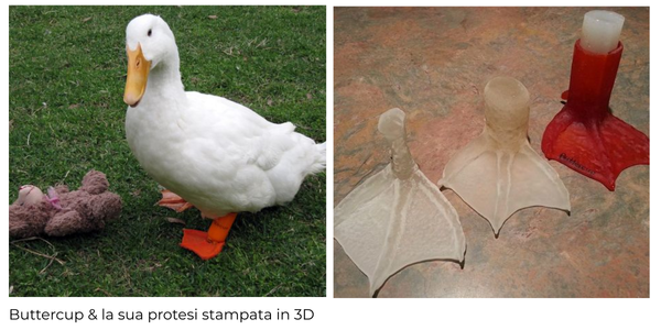 Buttercup e la sua protesi stampata in 3D